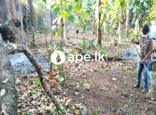 Land for sale in Mahara Kadawatha 